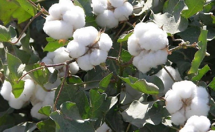 cotton seed