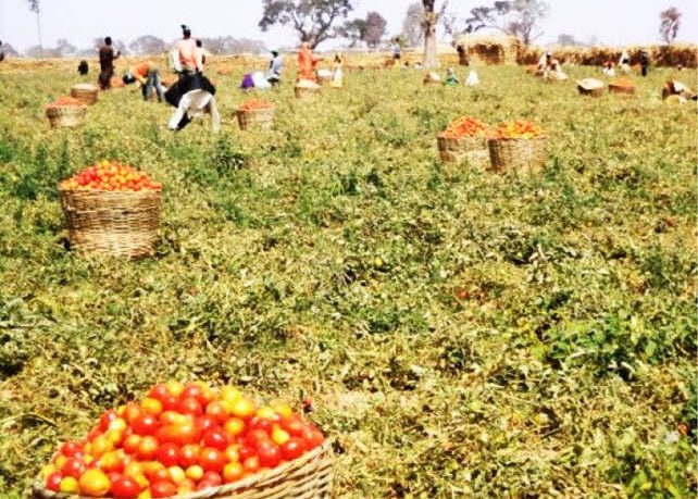 Tomato Growers Association To Establish 44 Aggregation Centres In Kano
