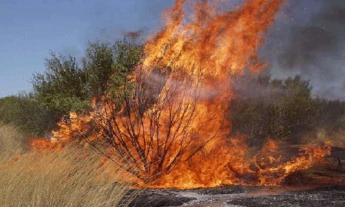Safety Expert Tasks Nigerians On Bush Burning